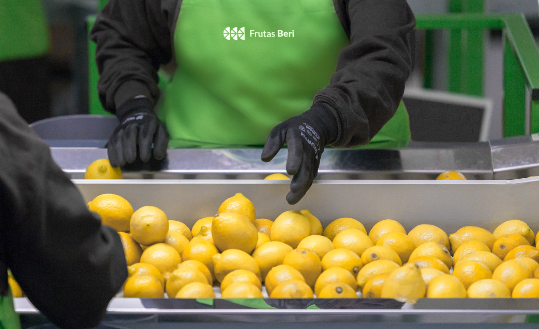 Aplicación del logotipo de Frutas Beri en indumentaria profesional mientras recogen limones